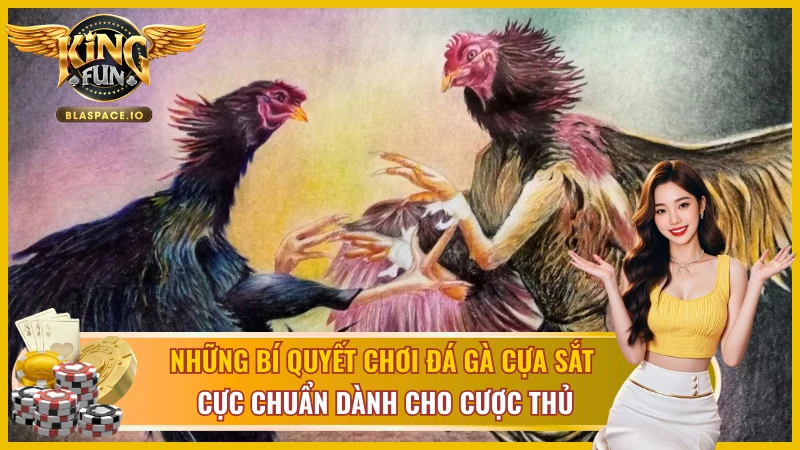 Bí quyết đặt cược trong đá gà cựa sắt Kingfun